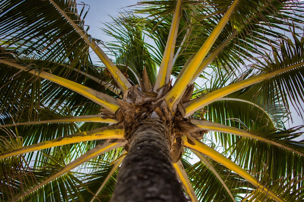 worm's-eye view of palm tree
