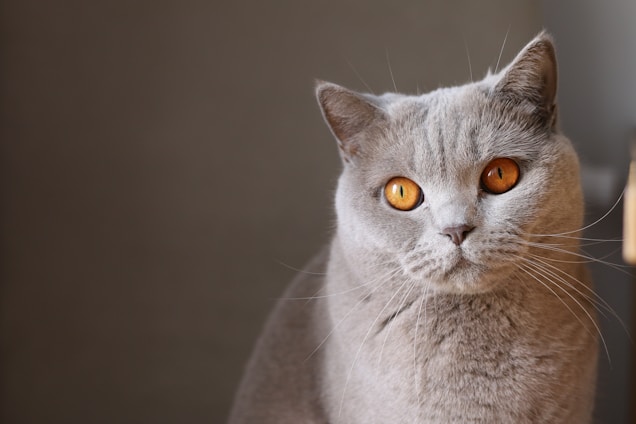 A British Shorthair cat with a plush gray coat and striking orange eyes stares directly at the camera. The background is a muted gray, creating a calm and neutral setting that complements the cat's fur.