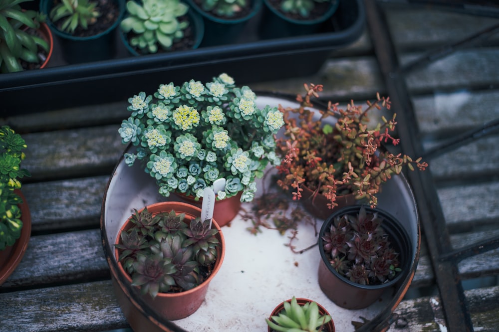 several succulent plants on white tray
