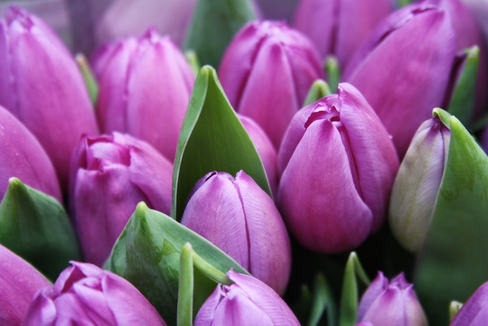 close-up photography of purple tulip flowers