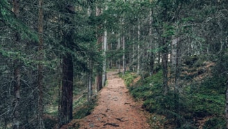 landscape photography of forest trail during daytime