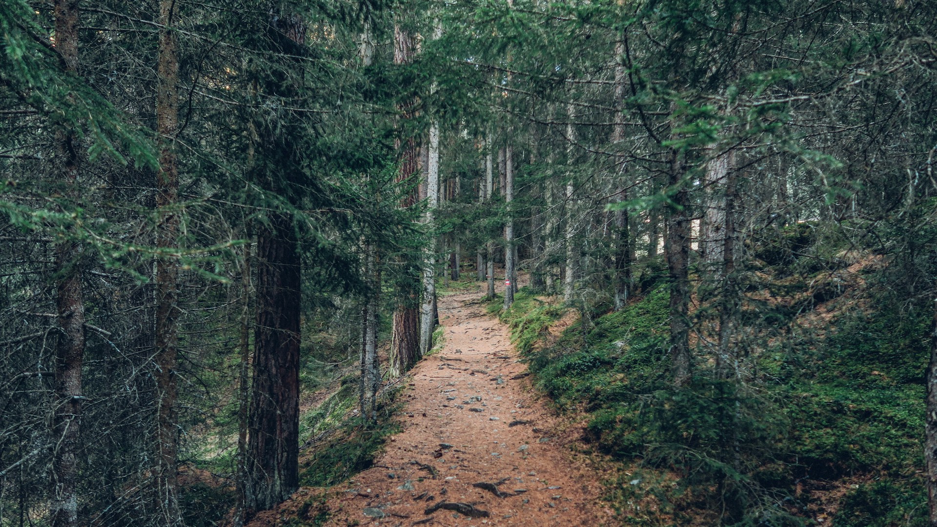 landscape photography of forest trail during daytime
