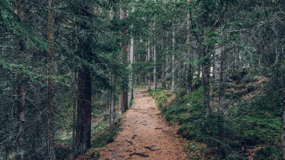 landscape photography of forest trail during daytime