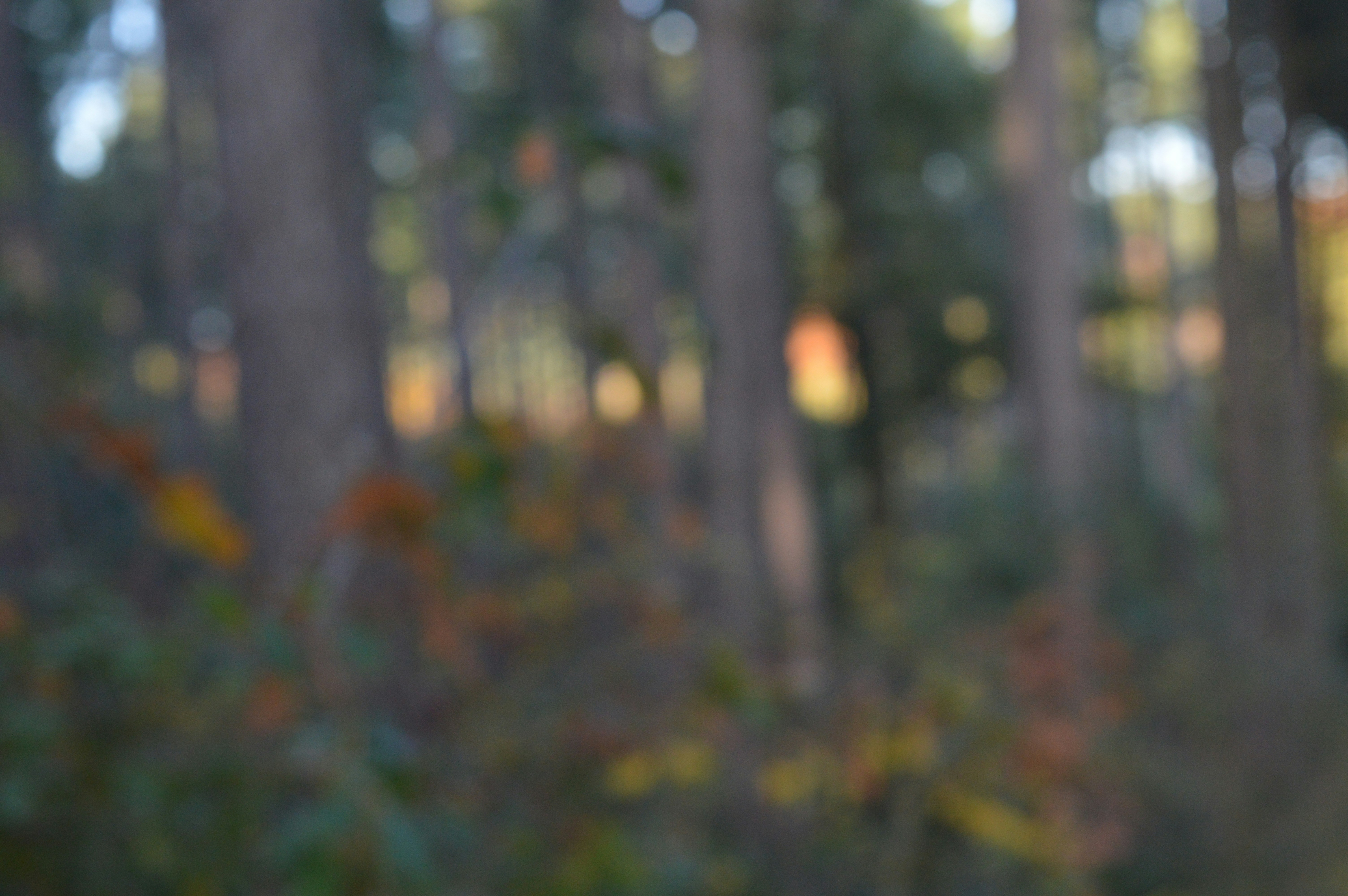 Free Unsplash photo from Bjarno Oeyen