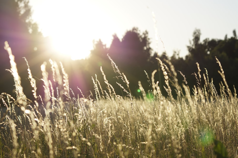 depth of field photo of grass field