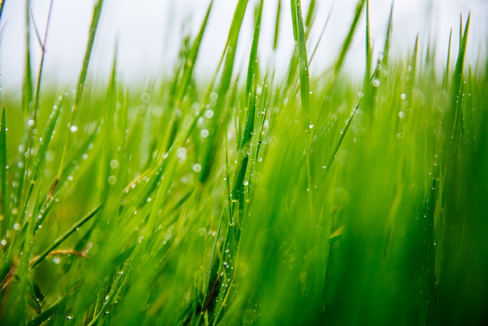 grama verde na fotografia de close up