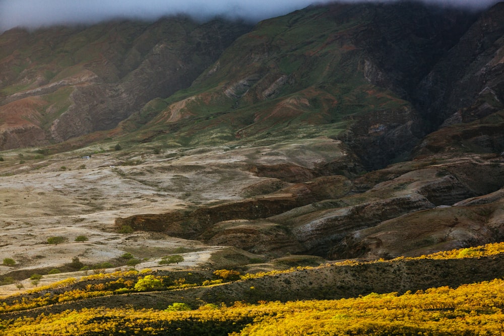 aerial view of yellow fields