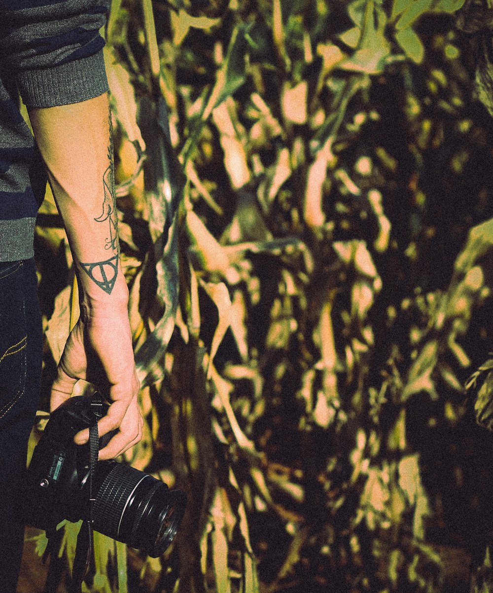 person holding DSLR camera near cornstalk