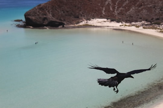 flying crow in La Paz Mexico