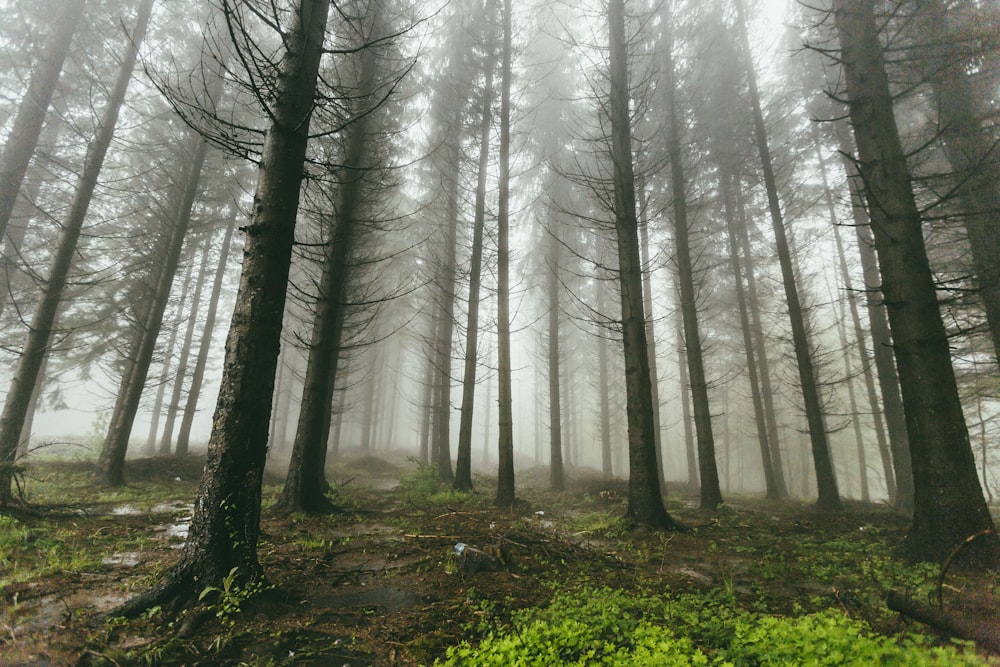Nebel verhüllen den Wald