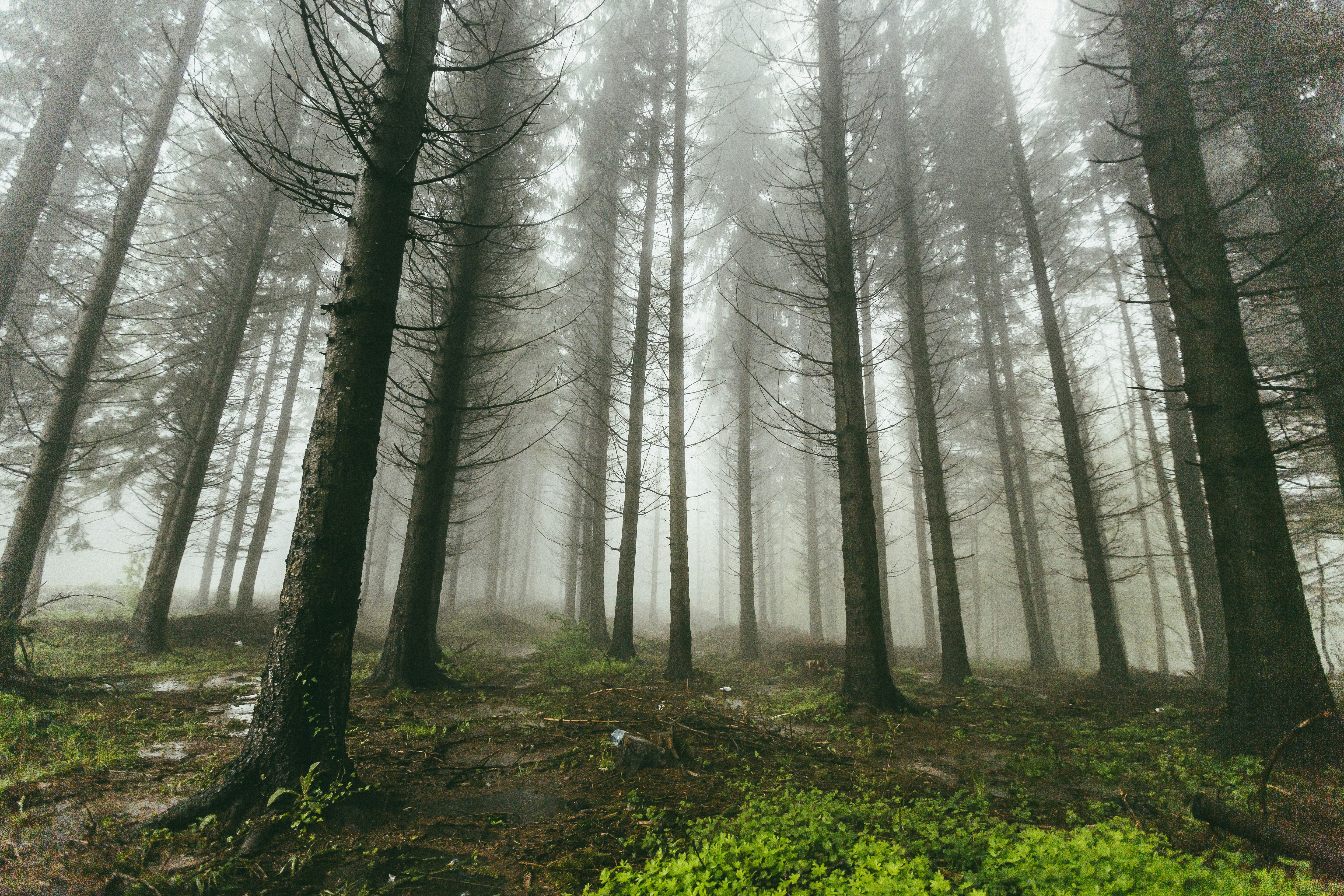 fogs covering forest