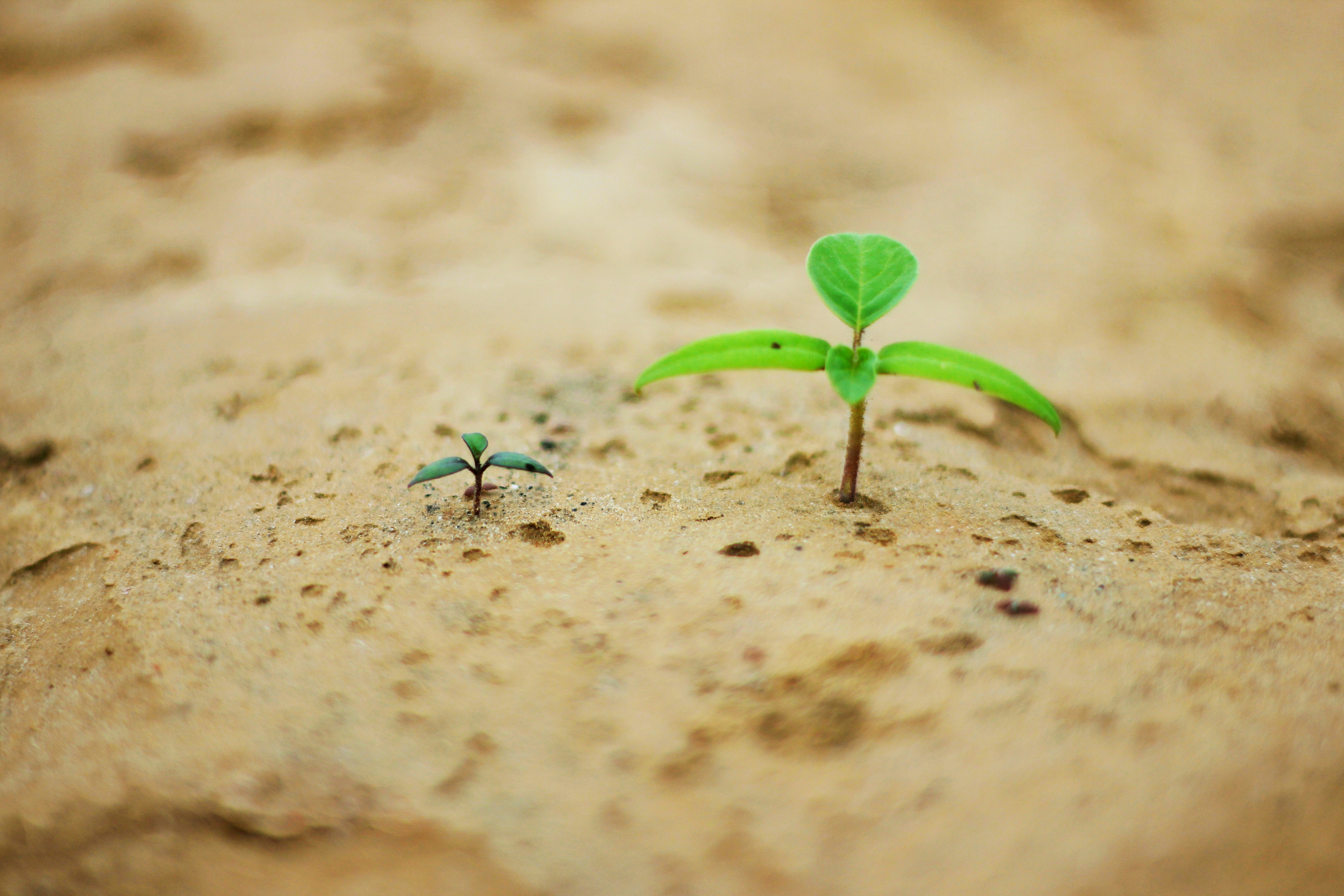 Free Unsplash photo from Ravi Roshan