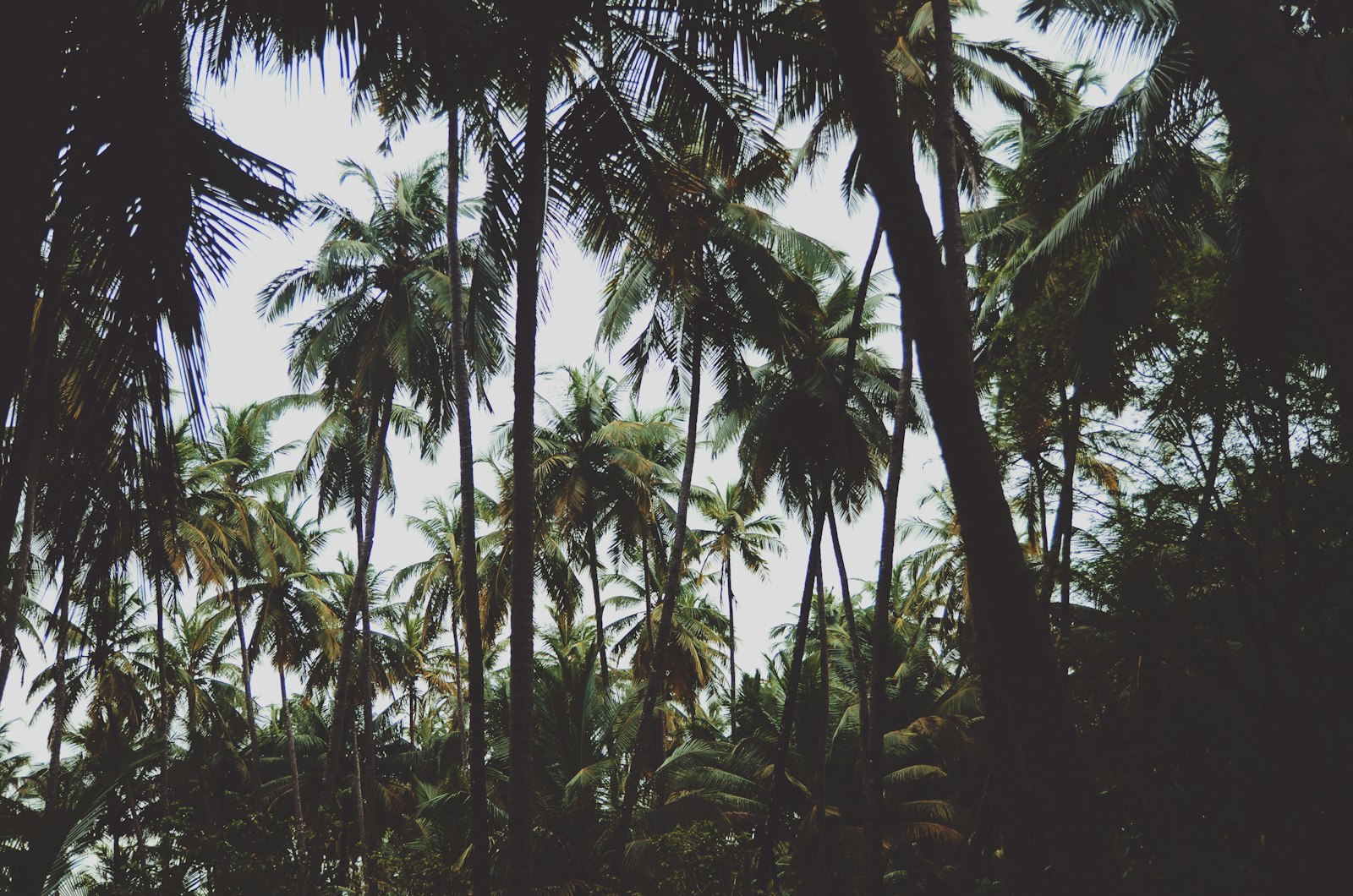 Sigma 18-50mm F2.8 EX DC Macro sample photo. Low-angle view of coconut photography