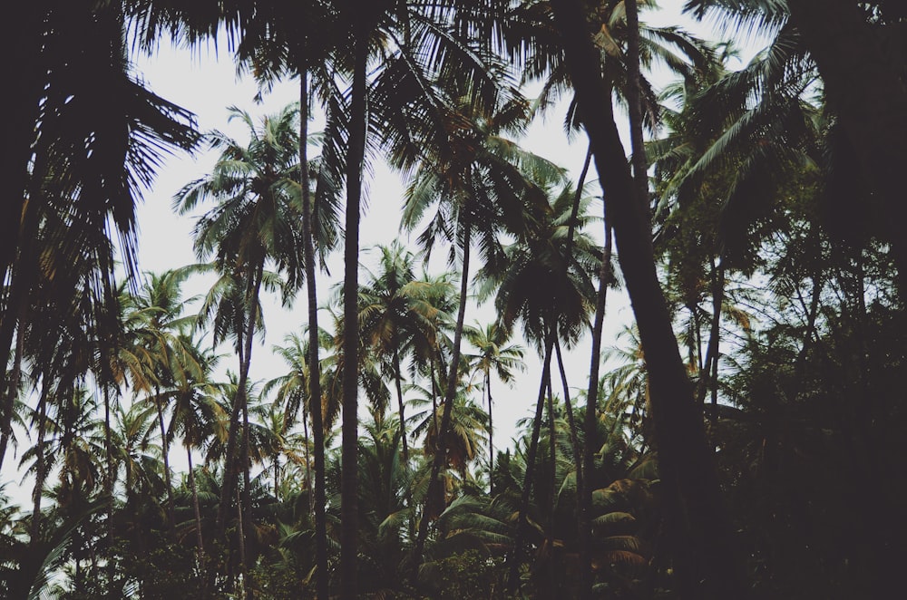 Vista dal basso degli alberi di cocco