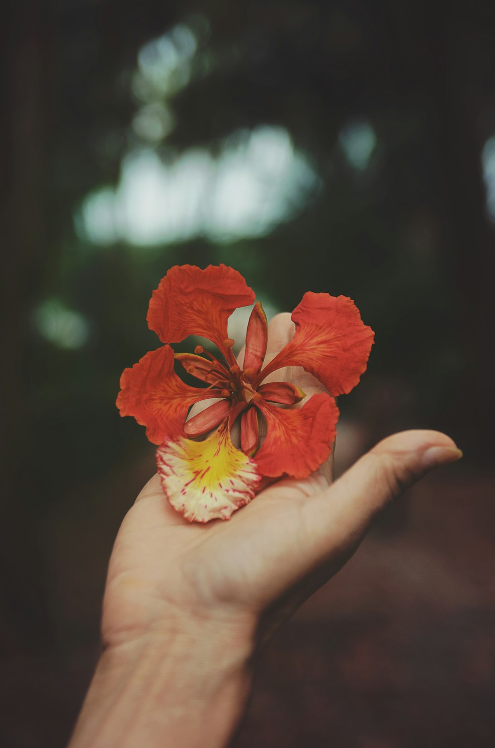 Fotografia a fuoco selettiva di una persona che tiene un fiore dai petali rossi