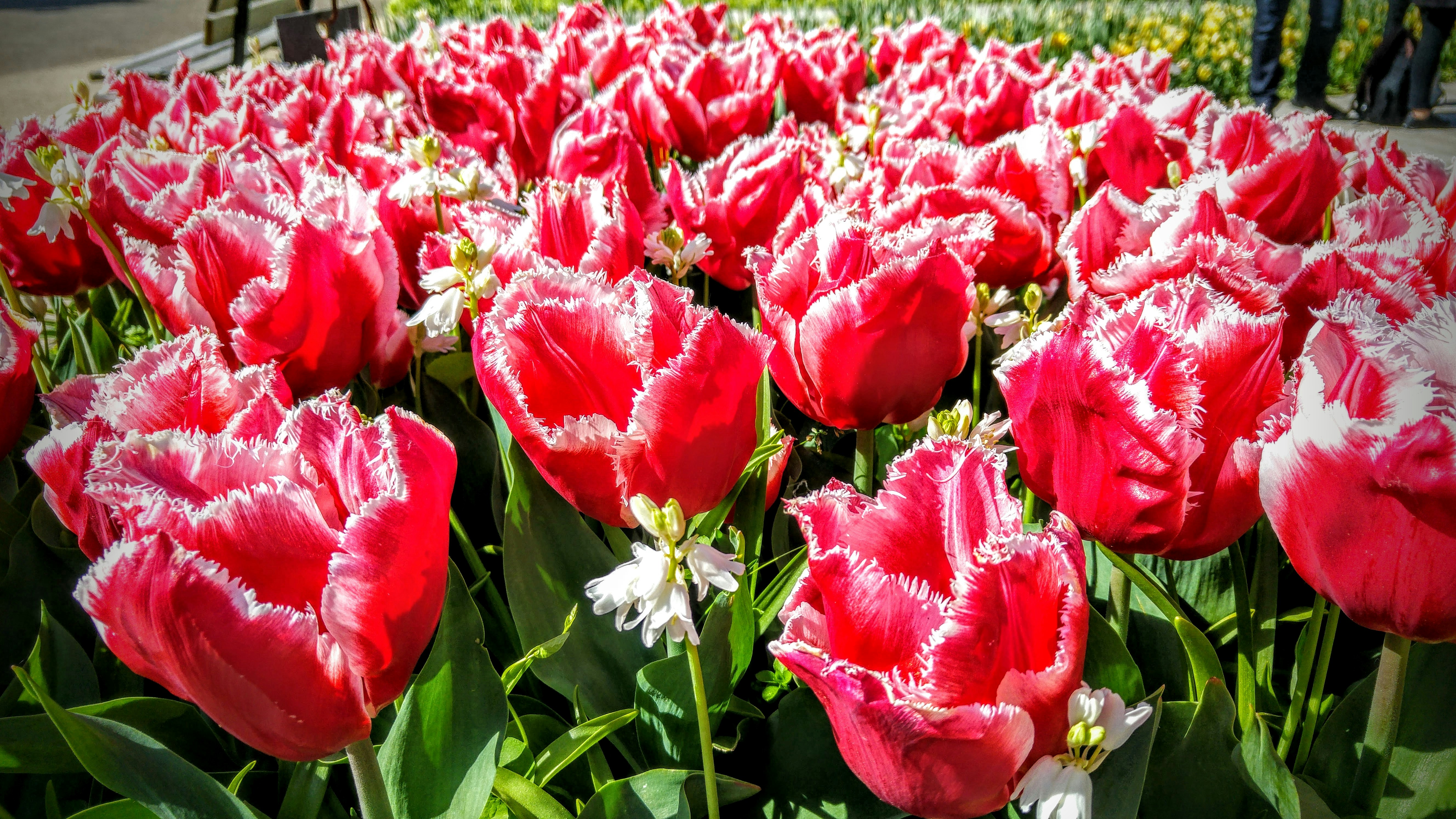 Free Unsplash photo from Vincent Giersch