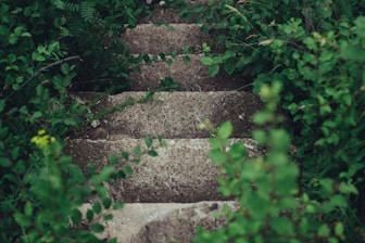 gray concrete stairway between plants