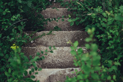 gray concrete stairway between plants