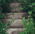 gray concrete stairway between plants