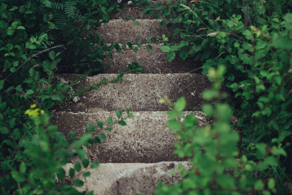 gray concrete stairway between plants