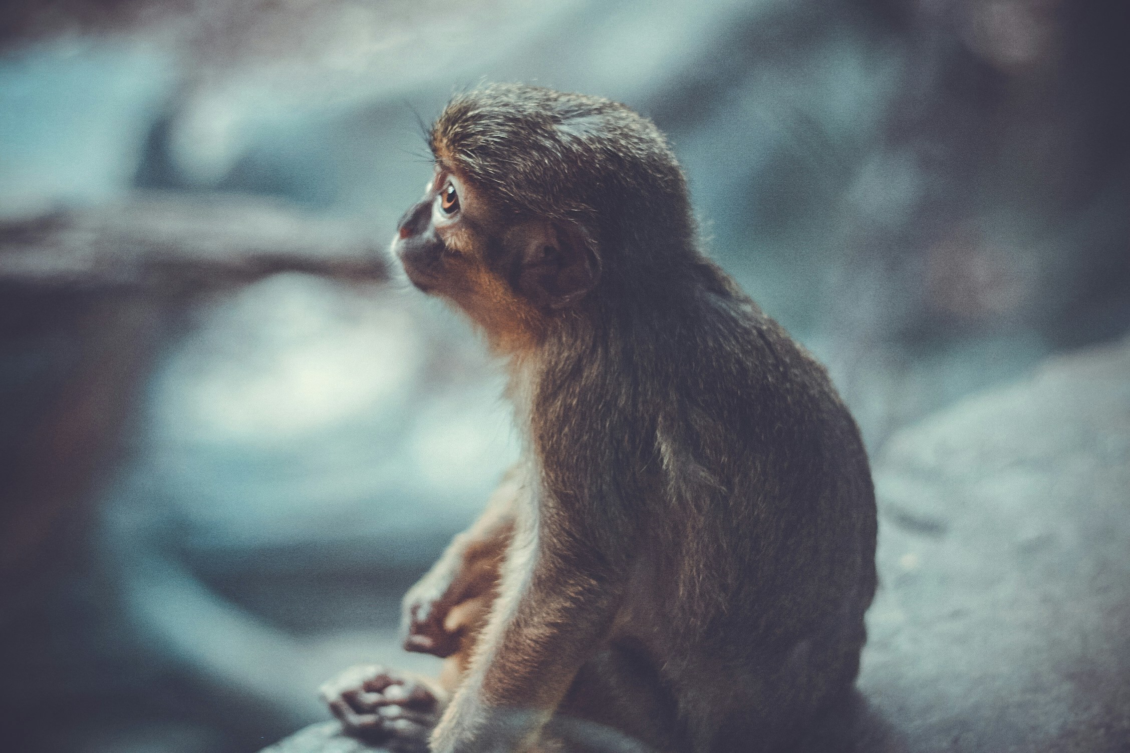 shallow photography of monkey sitting on grey stone looking elsewhere