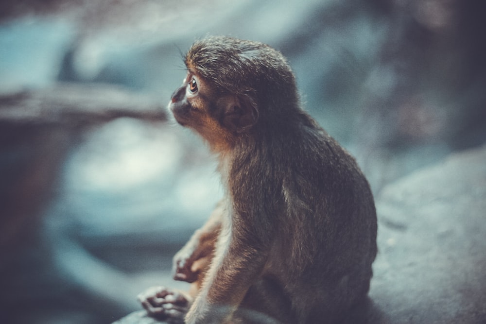 Fotografia rasa de macaco sentado em pedra cinza olhando para outro lugar