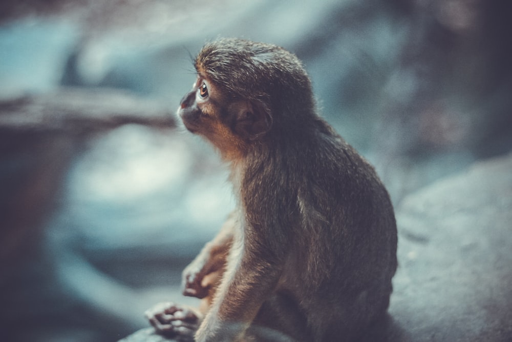 Oberflächliche Fotografie eines Affen, der auf grauem Stein sitzt und woanders hinschaut