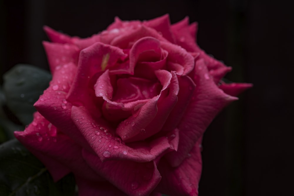 a pink rose with water droplets on it