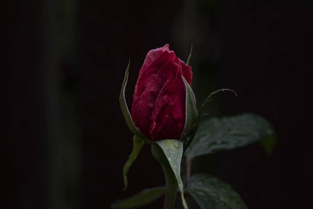 fotografia de foco seletivo de rosa vermelha