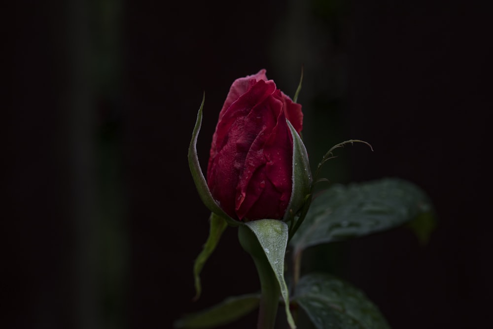 빨간 장미의 선택적 초점 사진