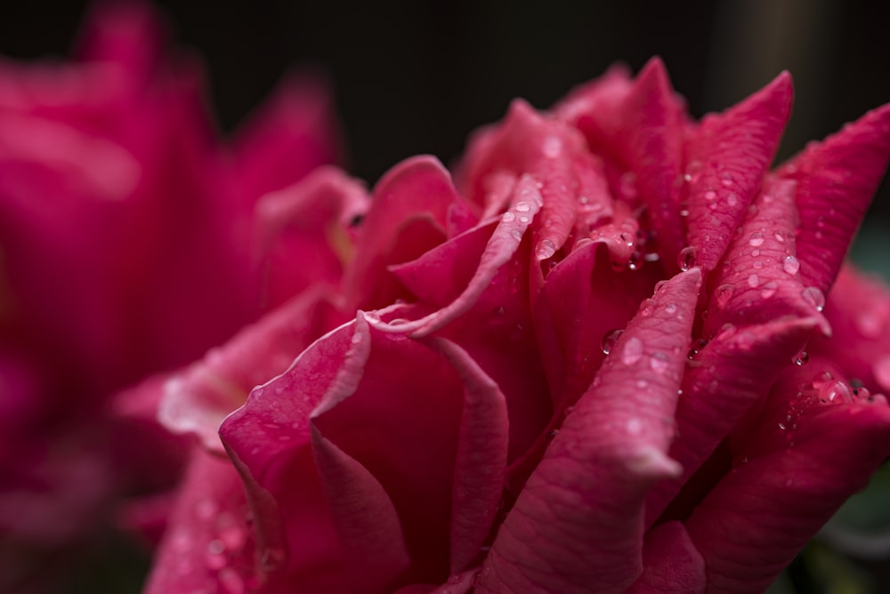 Photographie en gros plan de fleur à pétales roses