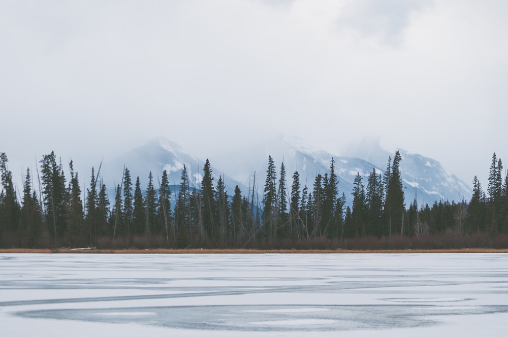 frozen lake near tall green trees