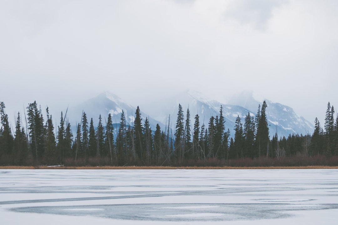 frozen lake near tall green trees,