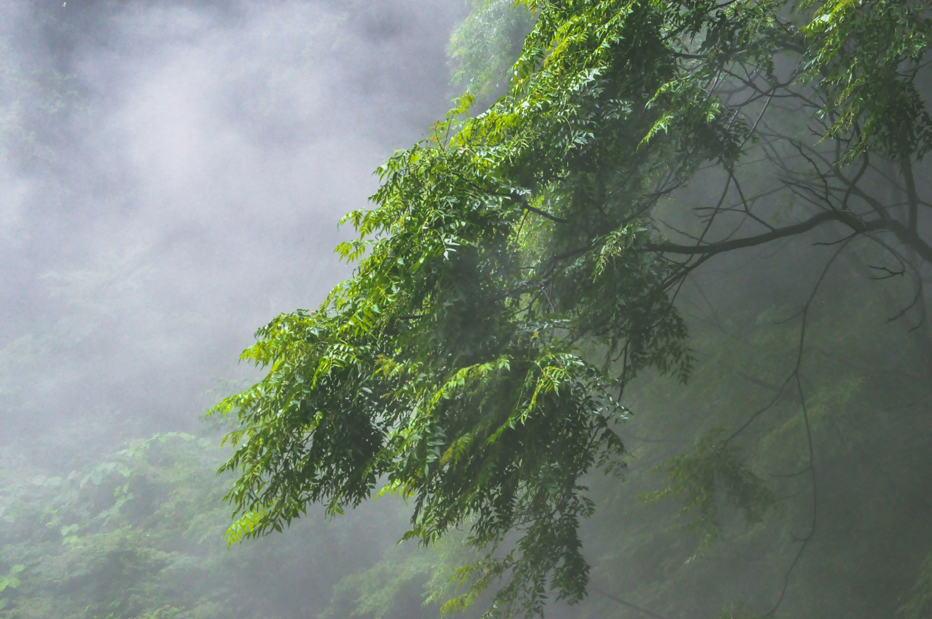 green-leafed trees covered with fog