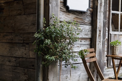 A rustic wooden building with weathered wood planks is accompanied by a potted plant with green leaves. A wooden chair sits beside a wooden table, and another potted plant is placed on the table. A window is partially visible in the background.