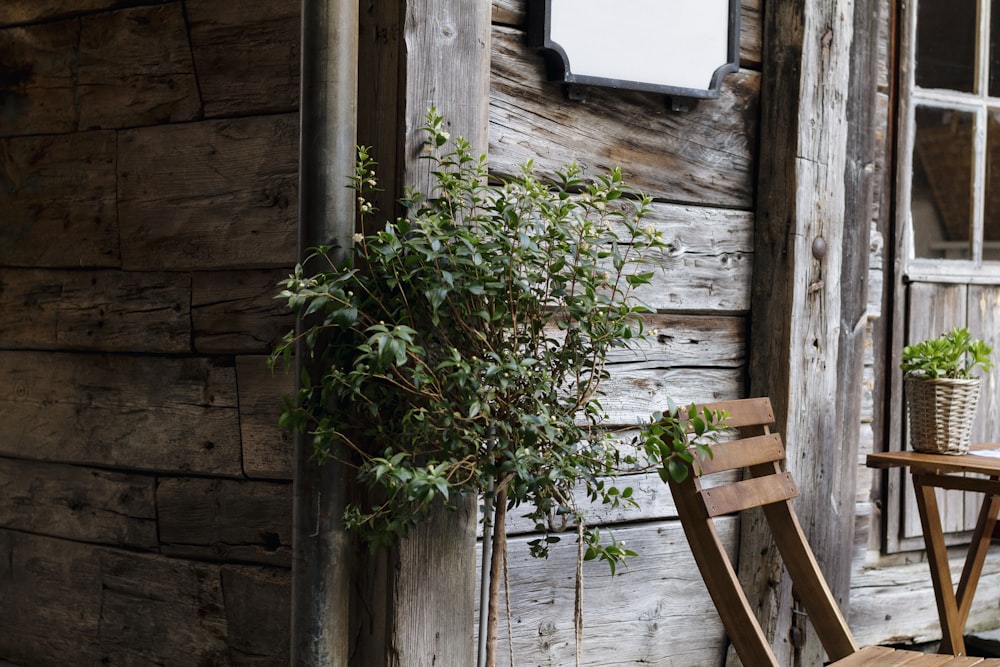 Grüne Blattpflanze in der Nähe von brauner Holzwand und braunem holzarmlosem Stuhl