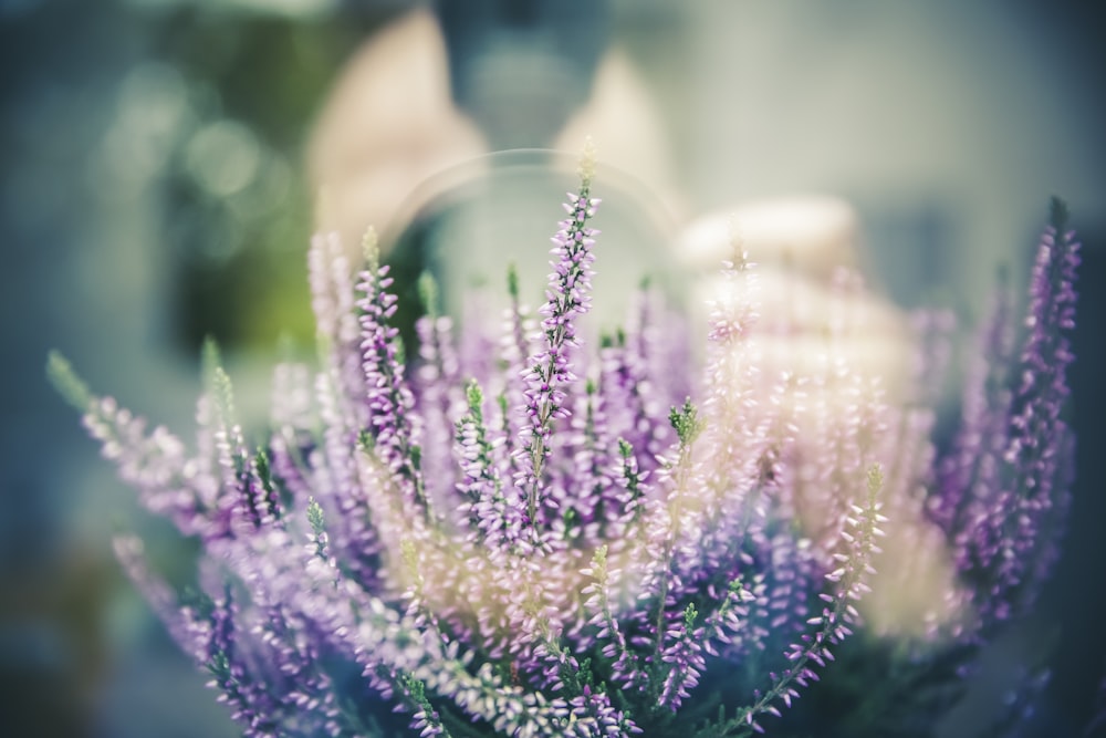 a close up of a bunch of purple flowers