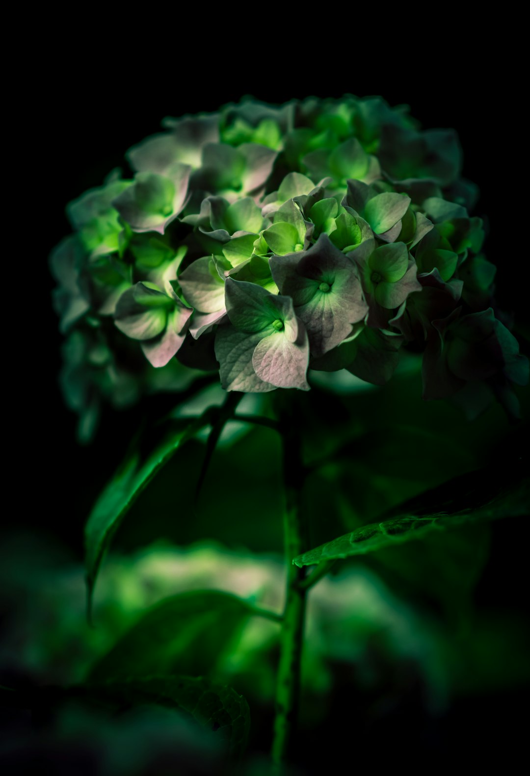 selective focus photography of green leafed plant