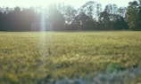 Local soccer team celebrating a goal on a sunlit field.