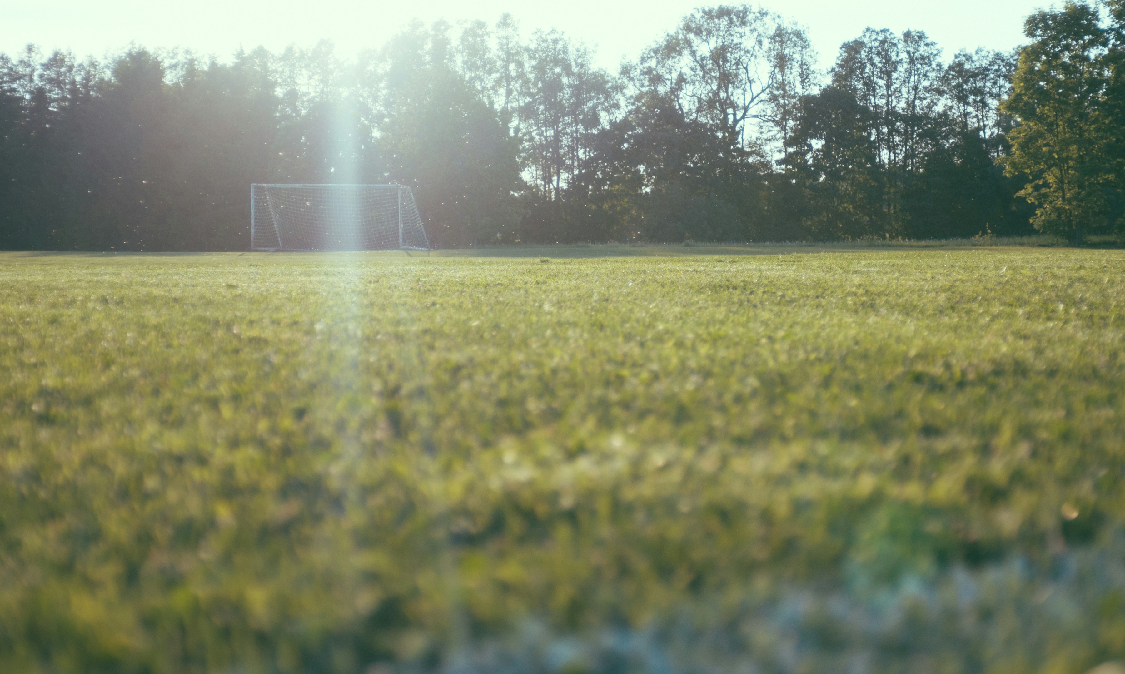 Field with soccer goal near the forest
