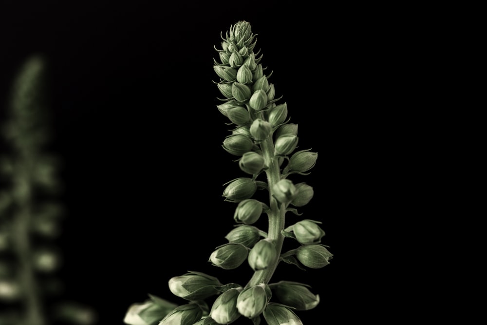 green flower bud