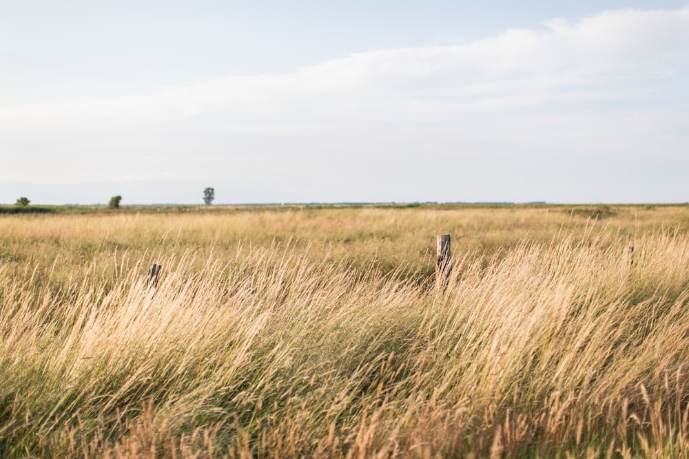 brown grass field under white clouds