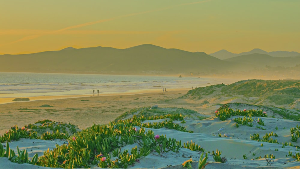 Luftaufnahme des Strandes mit rosa Blumen