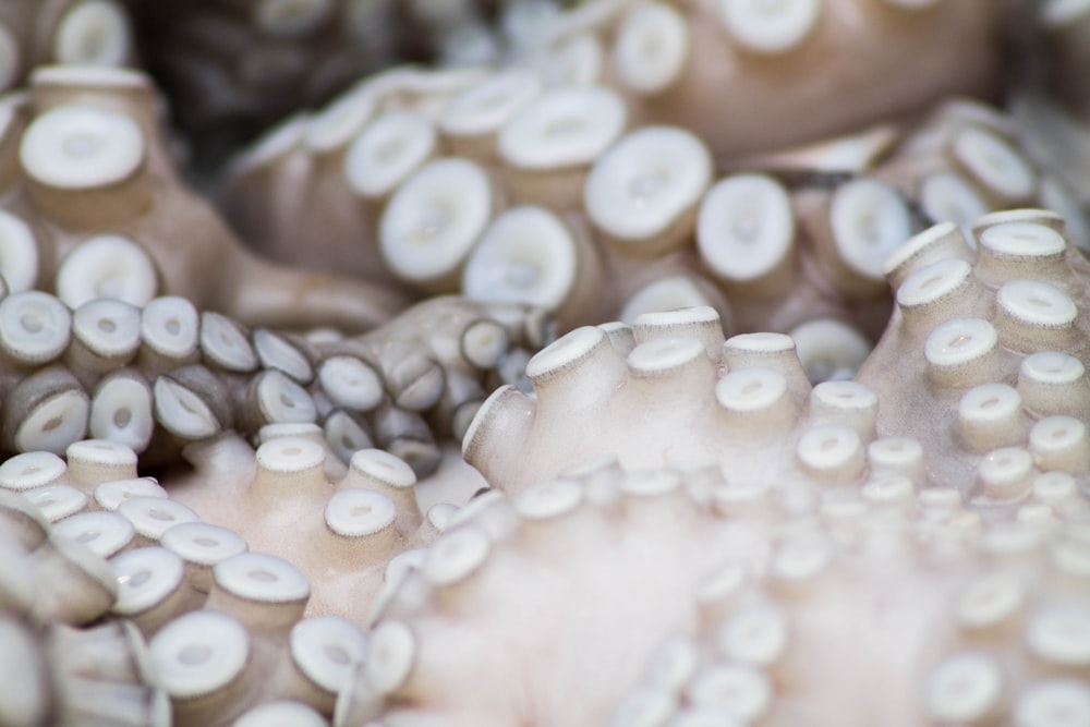 shallow focus photography of octopus