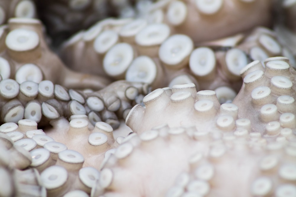 Flachfokusfotografie von Oktopussen