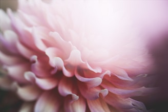 Soft, pastel petals of a flower with a gentle, blurred focus creating an ethereal effect. The light accentuates the delicate curves and layers of the petals.