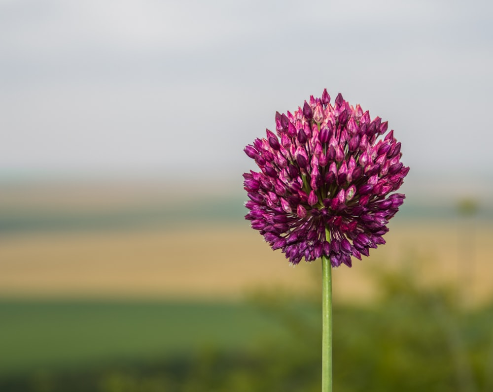 shallow focus photography of pink flower