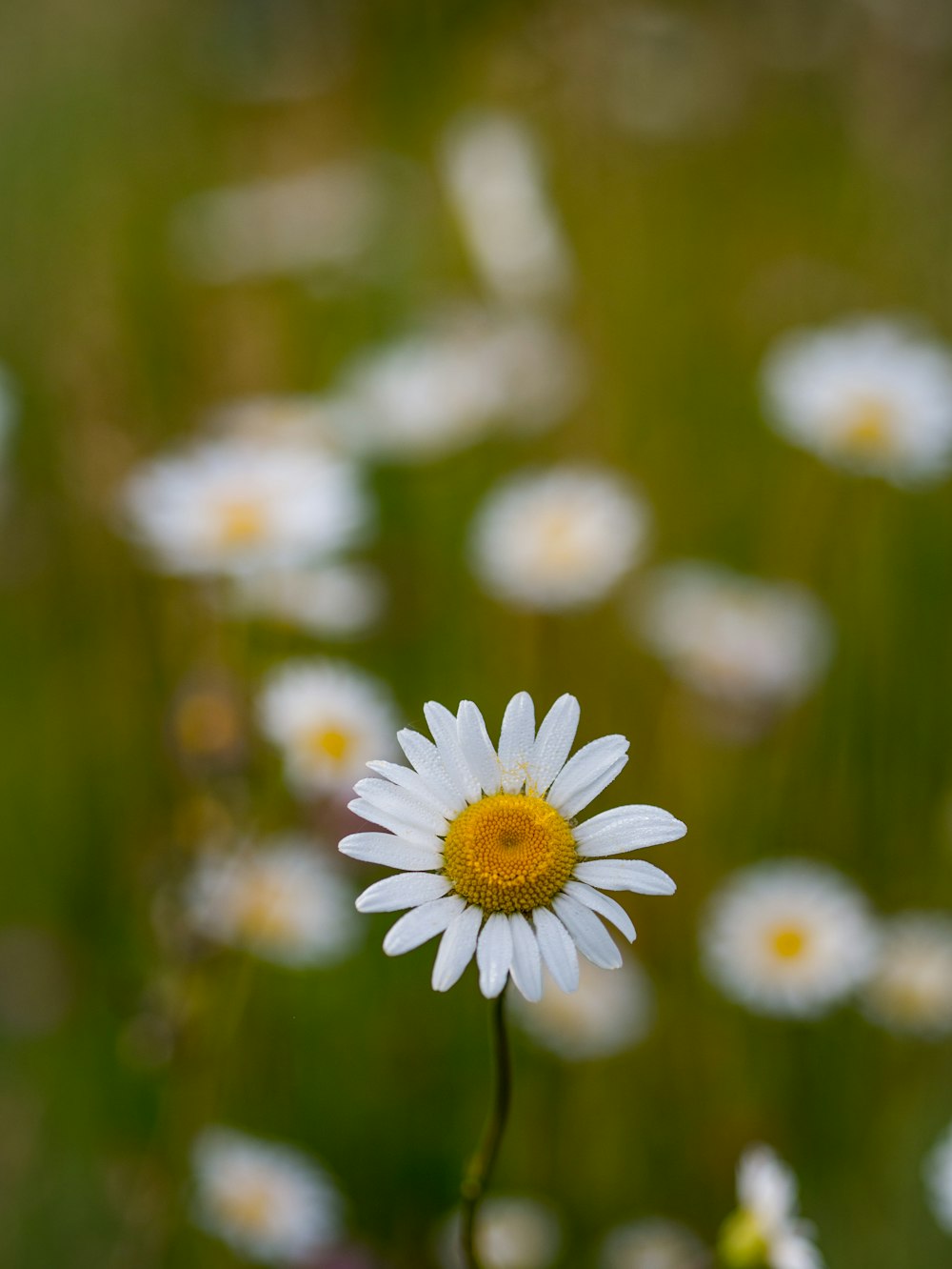 Mise au point sélective de la fleur blanche