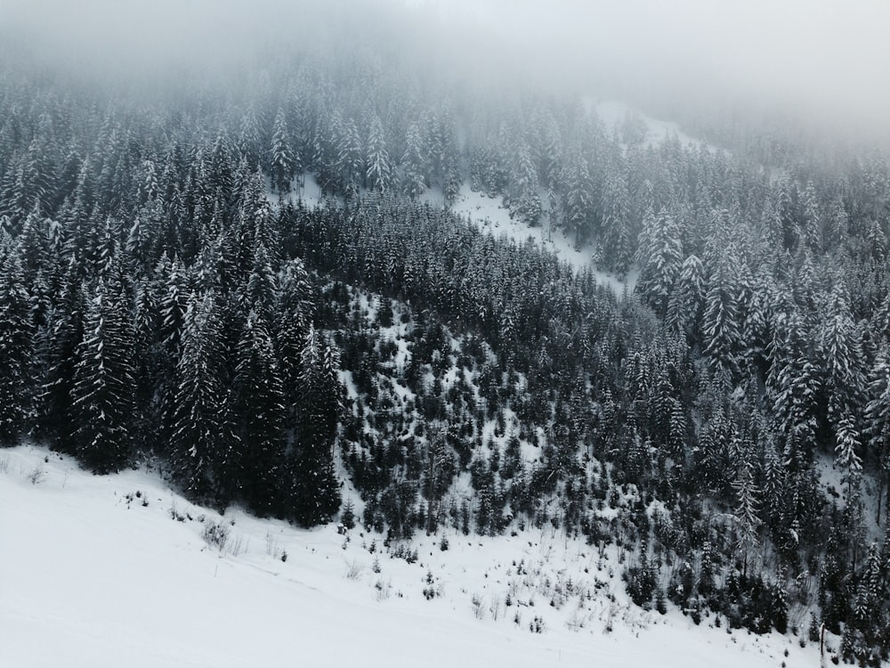 vista panorâmica fotografia de pinheiros