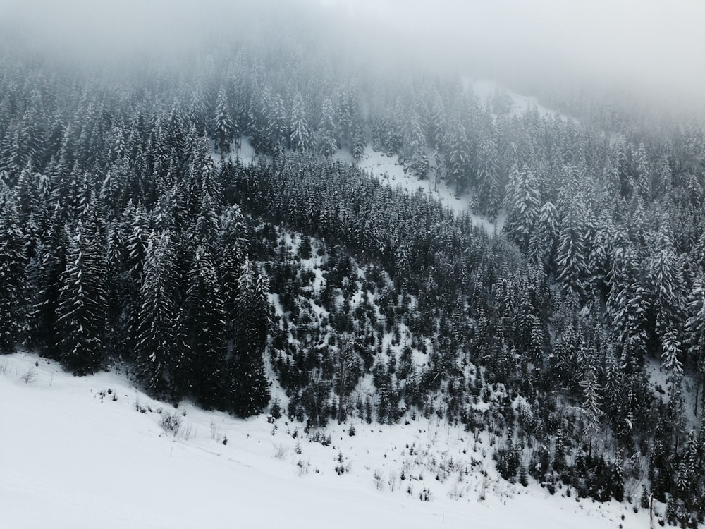 bird's eye view photography of pine trees